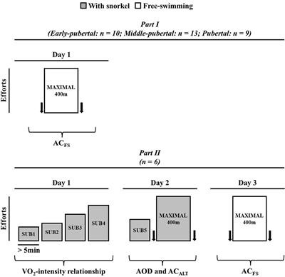 Anaerobic Contribution Determined in Free-Swimming: Sensitivity to Maturation Stages and Validity